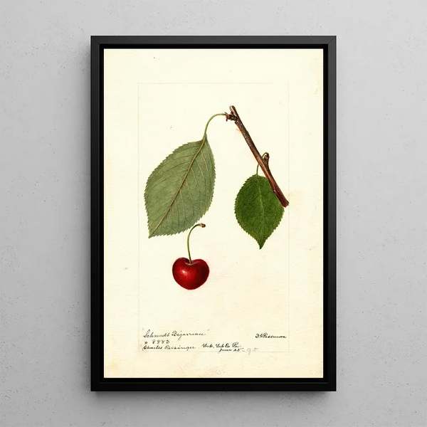 Reproduktion af maleriet Prunus avium Schmidt Bigarreau - Deborah Griscom Passmore