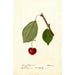 Reproduktion af maleriet Prunus avium Schmidt Bigarreau - Deborah Griscom Passmore