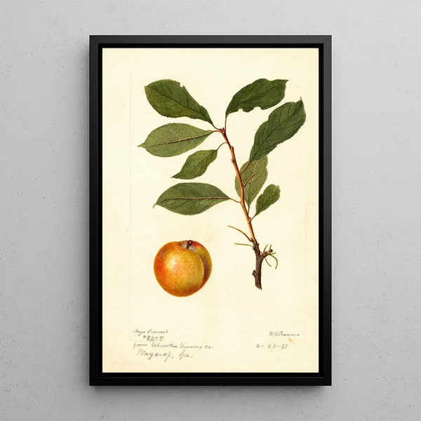 Reproduktion af maleriet Prunus domestica - Deborah Griscom Passmore