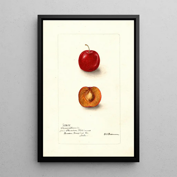 Reproduktion af maleriet Prunus domestica Forewattamie - Deborah Griscom Passmore