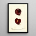 Reproduktion af maleriet Prunus domestica Fraud - Deborah Griscom Passmore