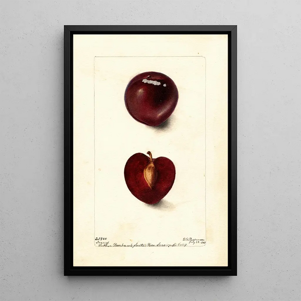 Reproduktion af maleriet Prunus domestica Fraud - Deborah Griscom Passmore