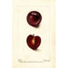 Reproduktion af maleriet Prunus domestica Fraud - Deborah Griscom Passmore