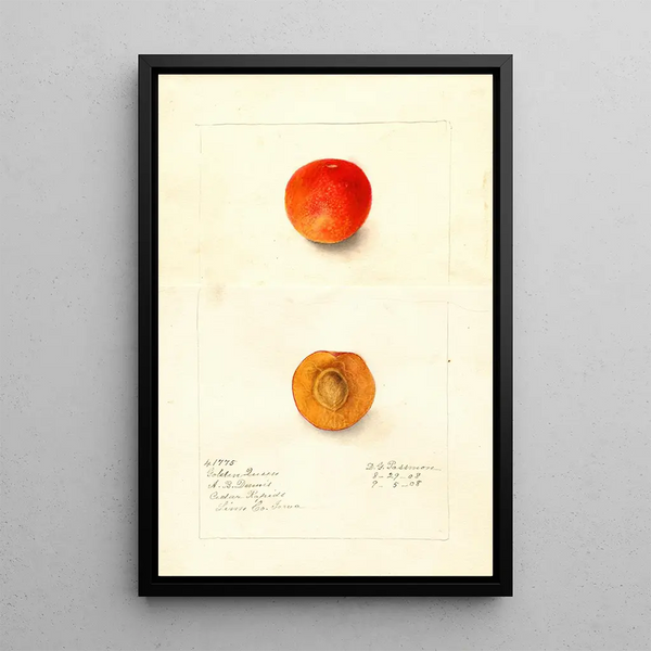 Reproduktion af maleriet Prunus domestica Golden Queen - Deborah Griscom Passmore