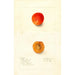 Reproduktion af maleriet Prunus domestica Golden Queen - Deborah Griscom Passmore