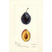 Prunus domestica Grand Duke - Deborah Griscom Passmore — visning af kunstværket