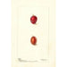 Prunus domestica Heaton - Deborah Griscom Passmore — visning af kunstværket