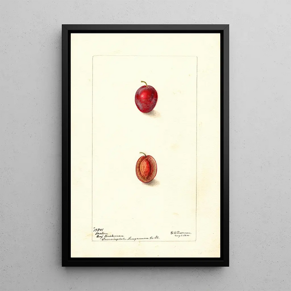 Prunus domestica Heaton - Deborah Griscom Passmore — indrammet kunstværk på væggen