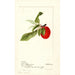 Prunus domestica Lannix - Deborah Griscom Passmore — visning af kunstværket