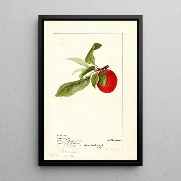 Prunus domestica Lannix - Deborah Griscom Passmore — indrammet kunstværk på væggen