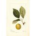 Prunus domestica Madison - Deborah Griscom Passmore — visning af kunstværket