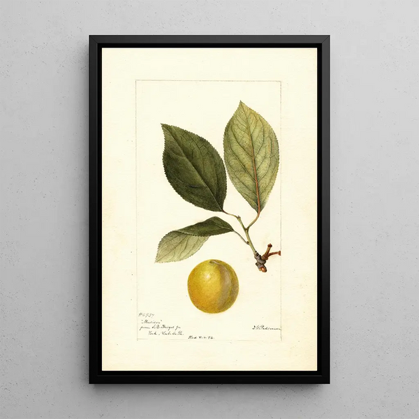 Prunus domestica Madison - Deborah Griscom Passmore — indrammet kunstværk på væggen