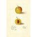 Prunus domestica McLaughlin - Deborah Griscom Passmore — visning af kunstværket