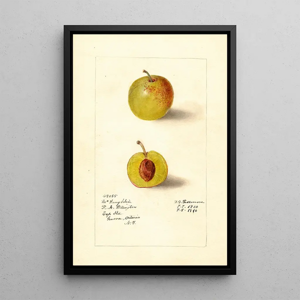 Prunus domestica McLaughlin - Deborah Griscom Passmore — indrammet kunstværk på væggen