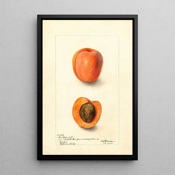 Reproduktion af maleriet Prunus domestica Montgamet - Deborah Griscom Passmore