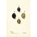 Prunus domestica Mt - Deborah Griscom Passmore — visning af kunstværket