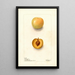 Reproduktion af maleriet Prunus domestica Normand - Deborah Griscom Passmore