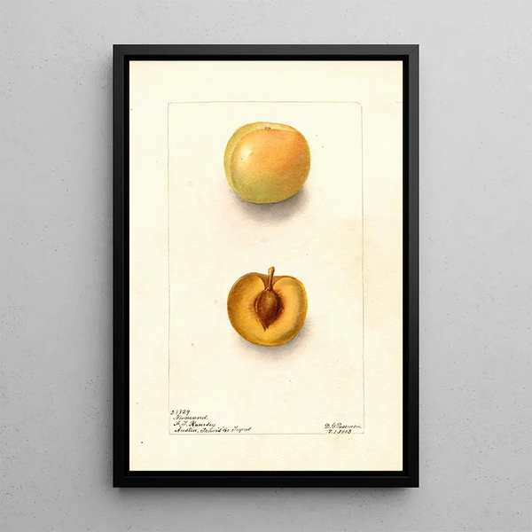 Reproduktion af maleriet Prunus domestica Normand - Deborah Griscom Passmore