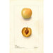 Reproduktion af maleriet Prunus domestica Normand - Deborah Griscom Passmore