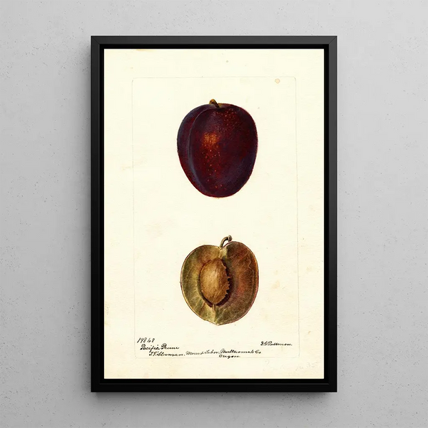 Reproduktion af maleriet Prunus domestica Pacific Prune - Deborah Griscom Passmore