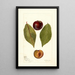 Reproduktion af maleriet Prunus domestica Pander - Deborah Griscom Passmore