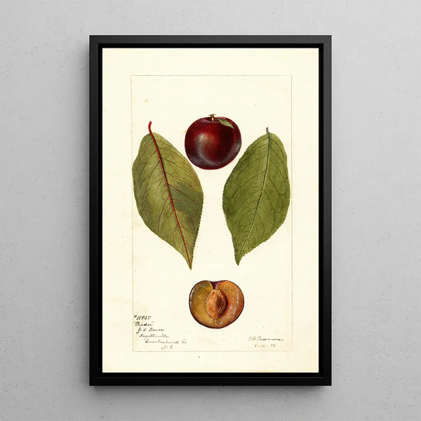 Reproduktion af maleriet Prunus domestica Pander - Deborah Griscom Passmore