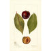 Reproduktion af maleriet Prunus domestica Pander - Deborah Griscom Passmore