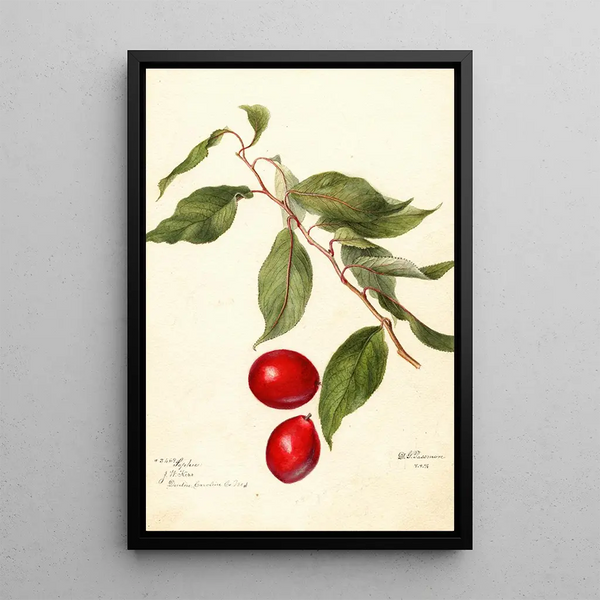 Prunus domestica Sophie - Deborah Griscom Passmore — indrammet kunstværk på væggen
