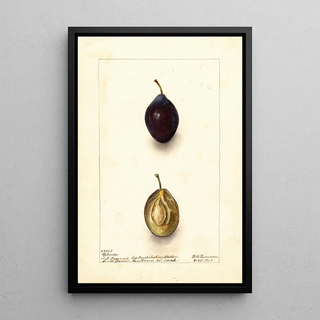Deborah Griscom Passmore - Prunus domestica Splendor.webp