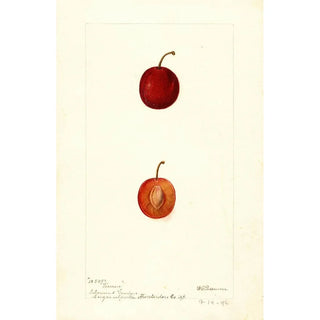 Deborah Griscom Passmore - Prunus domestica Warren.webp