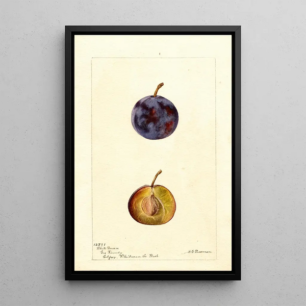 Reproduktion af maleriet Prunus domestica White Queen - Deborah Griscom Passmore