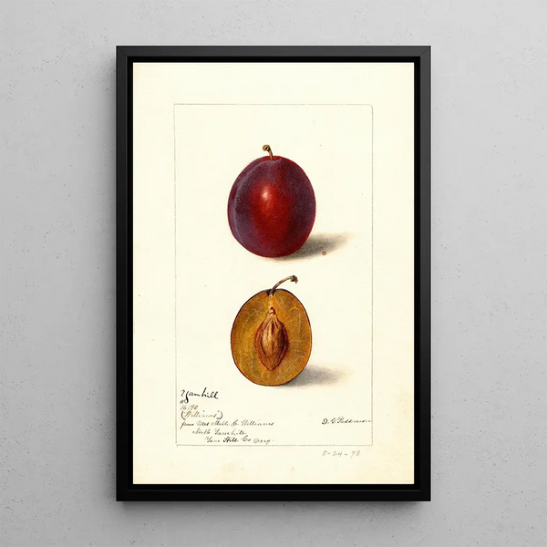 Reproduktion af maleriet Prunus domestica Yamhill - Deborah Griscom Passmore