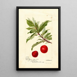 Deborah Griscom Passmore - Prunus domestica Yosobe.webp