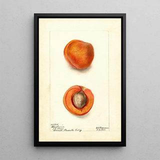 Deborah Griscom Passmore - Prunus mume Blenheim.webp