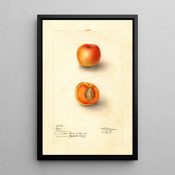 Reproduktion af maleriet Prunus mume Royal - Deborah Griscom Passmore
