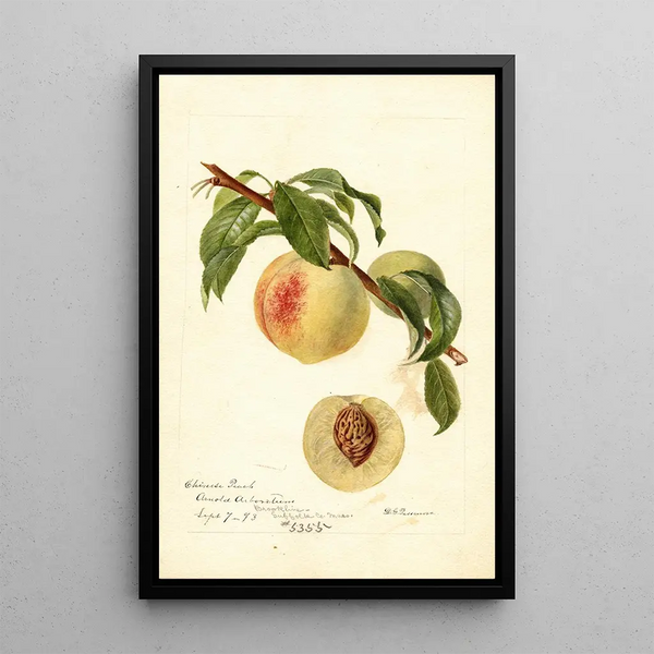 Reproduktion af maleriet Prunus persica Chinese - Deborah Griscom Passmore