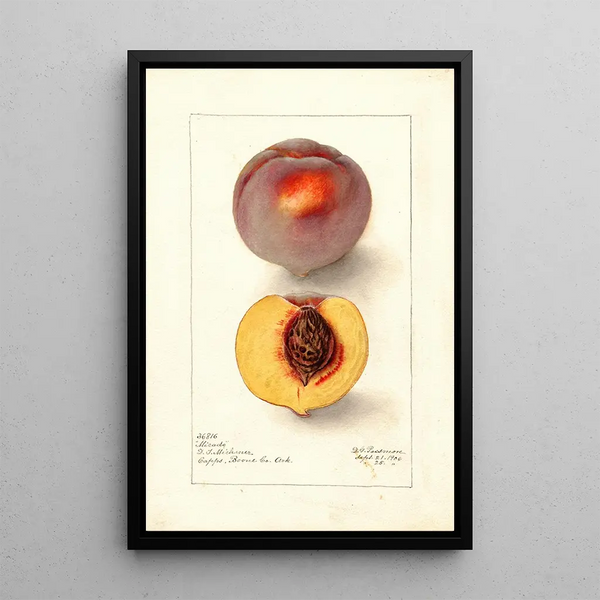 Reproduktion af maleriet Prunus persica Micado - Deborah Griscom Passmore