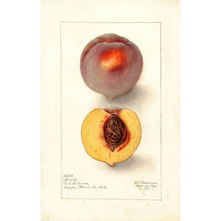 Deborah Griscom Passmore - Prunus persica Micado.webp