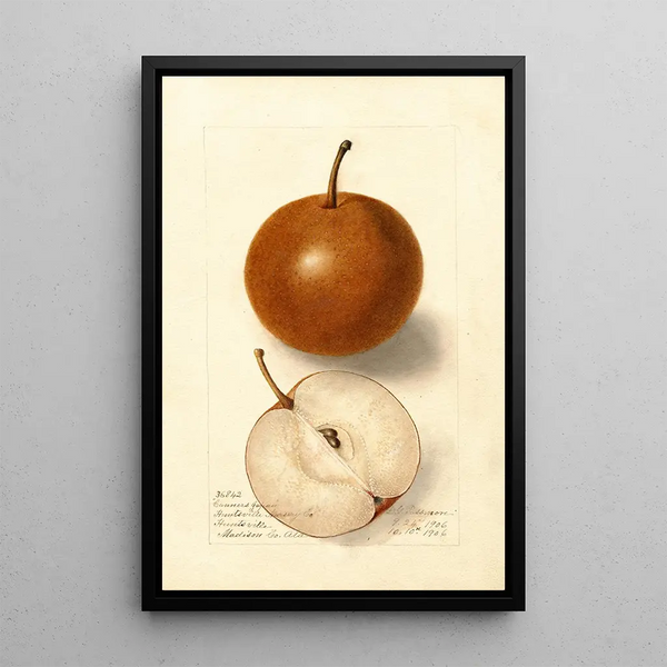 Reproduktion af maleriet Pyrus communis Canners Japan - Deborah Griscom Passmore