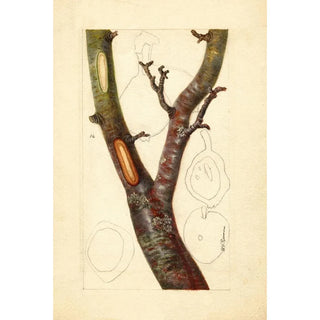 Deborah Griscom Passmore - Pyrus communis Howell.webp