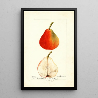 Deborah Griscom Passmore - Pyrus communis Lawson.webp