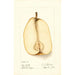 Reproduktion af maleriet Pyrus communis Souvenir du Congrès - Deborah Griscom Passmore