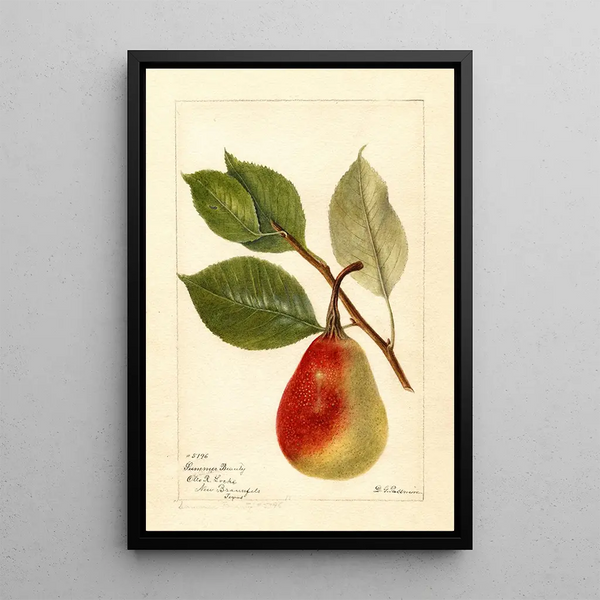 Reproduktion af maleriet Pyrus communis Beauté d'été - Deborah Griscom Passmore