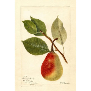 Deborah Griscom Passmore - Pyrus communis Summer Beauty.webp