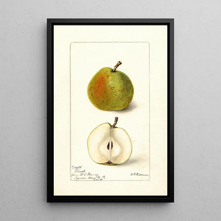 Deborah Griscom Passmore - Pyrus communis Wiest.webp