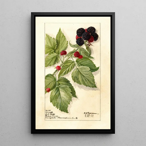 Reproduktion af maleriet Rubus Conrath - Deborah Griscom Passmore