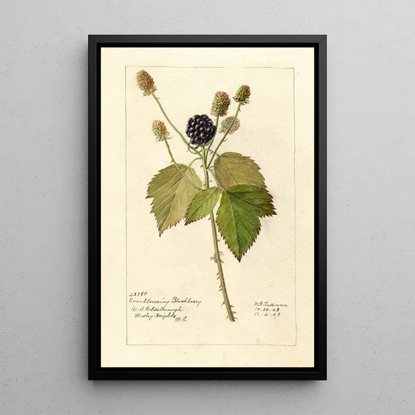 Reproduktion af maleriet Rubus Everblooming - Deborah Griscom Passmore