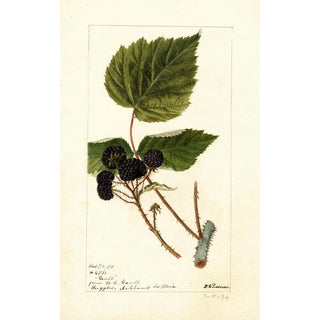 Deborah Griscom Passmore - Rubus Gault.webp