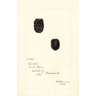 Deborah Griscom Passmore - Rubus Lucretia.webp