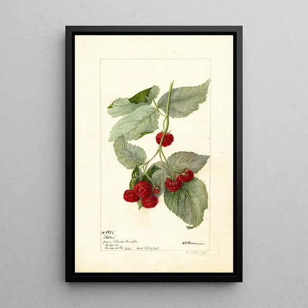 Reproduktion af maleriet Rubus Miller - Deborah Griscom Passmore